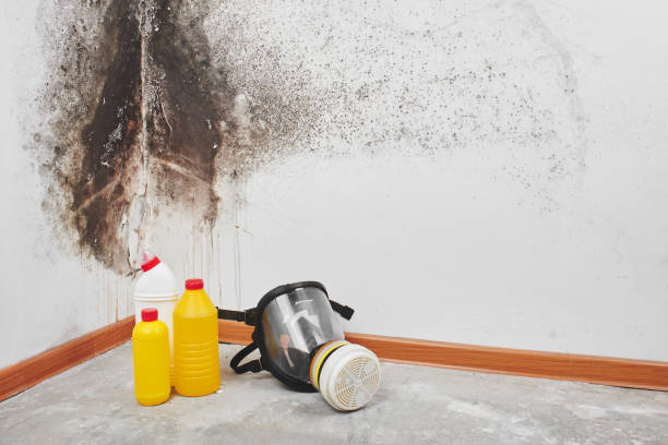 Best Home Mold Removal  in Harpersville, AL