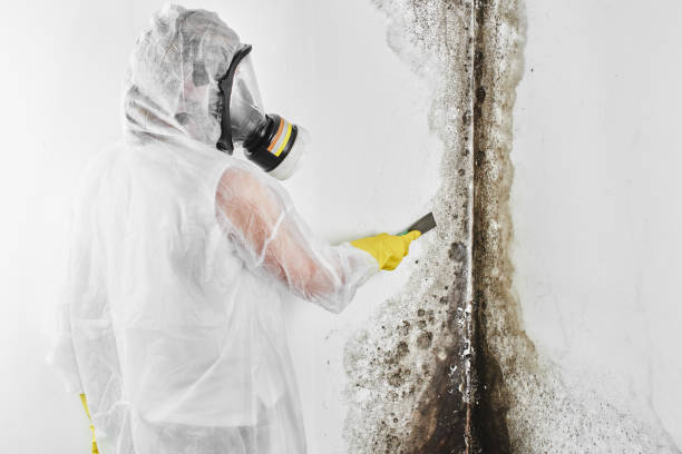 Best Mold Testing  in Harpersville, AL