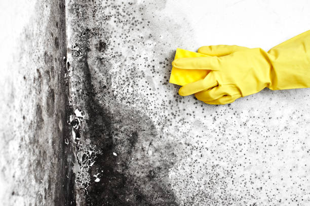 Best Same-Day Mold Removal  in Harpersville, AL