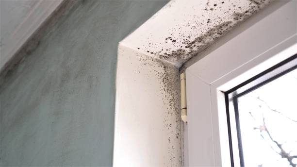 Best Mold Removal Process  in Harpersville, AL