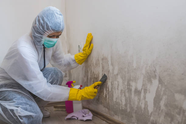 Crawl Space Mold Removal in Harpersville, AL