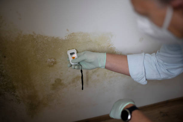 Best Residential Mold Removal  in Harpersville, AL