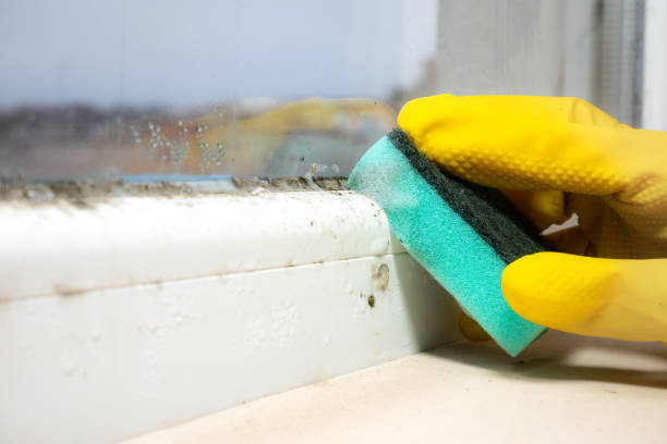 Home Mold Removal in Harpersville, AL