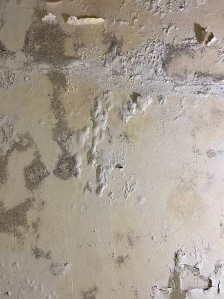 Mold Removal Process in Harpersville, AL