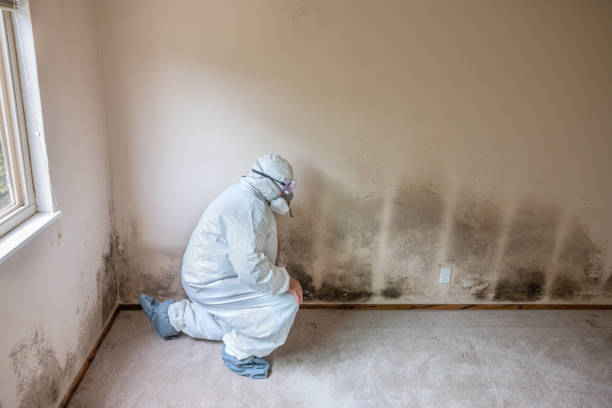 Best Commercial Mold Removal  in Harpersville, AL