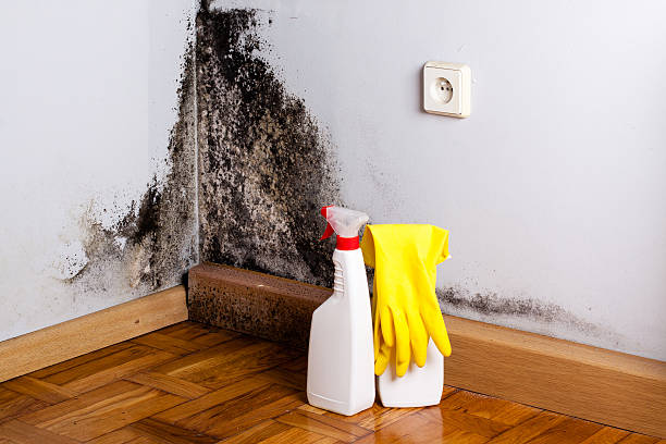 Best Attic Mold Removal  in Harpersville, AL