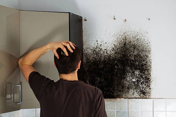 Best Black Mold Removal  in Harpersville, AL