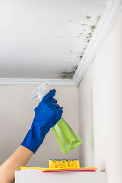 Best Home Mold Removal  in Harpersville, AL